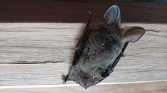 Nyctophilus geoffroyi