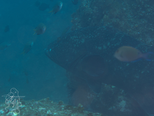Epinephelus daemelii observed 2026-06-20