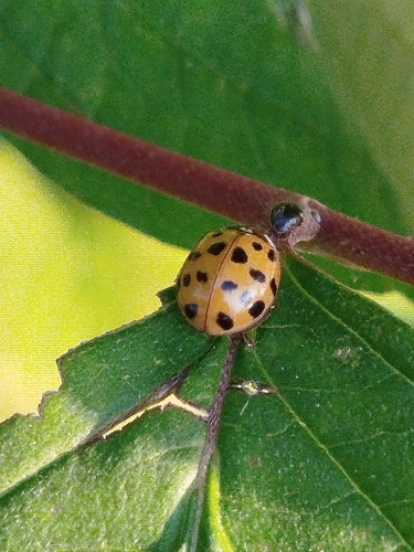 Asian Lady Beetle
