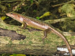 Trachylepis wrightii