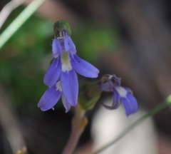 Lobelia gibbosa
