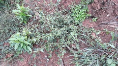 Microstachys chamaelea