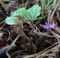 Viola variegata