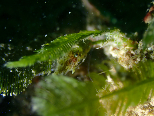 Acreichthys tomentosus observed 2026-10-03