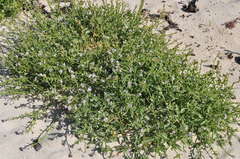 Cakile maritima maritima