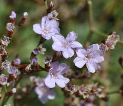 Limonium hyblaeum