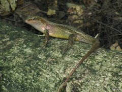 Trachylepis wrightii