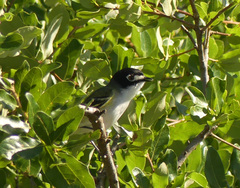 Vireo atricapilla
