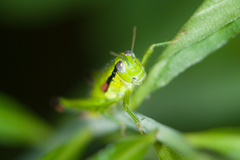 Odontopodisma decipiens