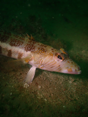 Parapercis xanthozona observed 2026-10-03