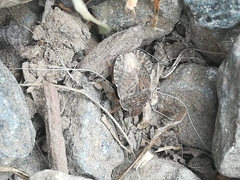 Sciocoris homalonotus