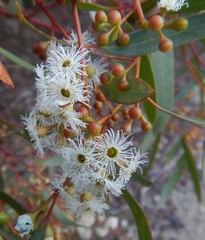Eucalyptus gracilis