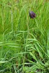 Fritillaria meleagroides