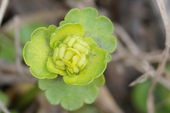 Chrysosplenium serreanum