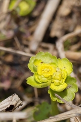 Chrysosplenium serreanum