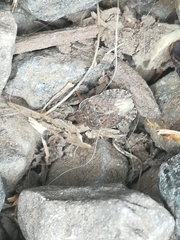 Sciocoris homalonotus