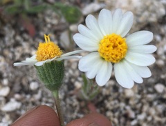 Layia glandulosa