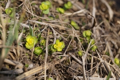 Chrysosplenium serreanum