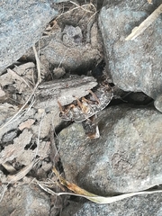 Sciocoris homalonotus