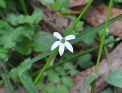 Lobelia pedunculata