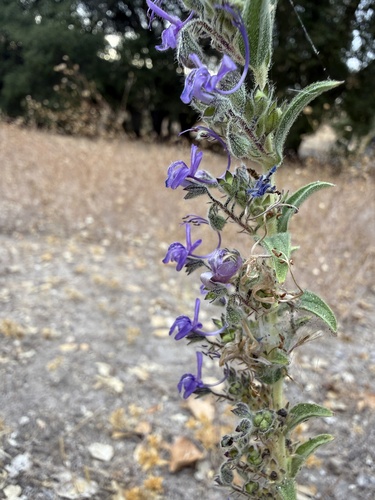 iNaturalist observation photo of Vinegar Weed