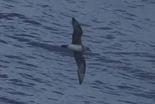 iNaturalist image