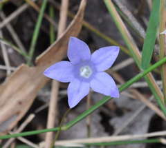 Wahlenbergia stricta stricta