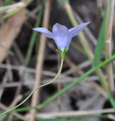 Wahlenbergia stricta stricta