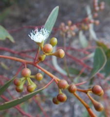 Eucalyptus gracilis