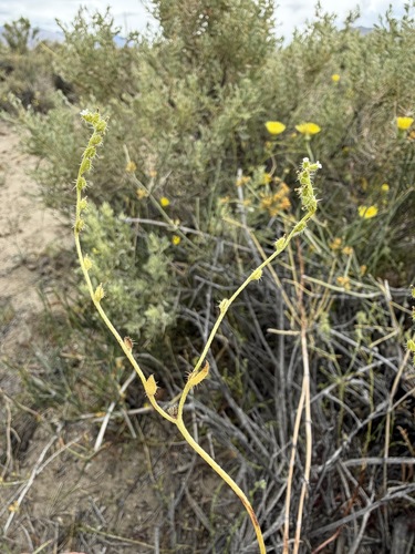 Cryptantha dumetorum observed 2026-04-25