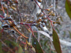 Eucalyptus gracilis