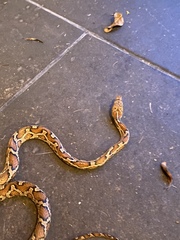 Pseudelaphe flavirufa