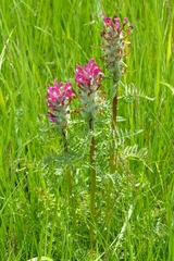 Pedicularis dasystachys