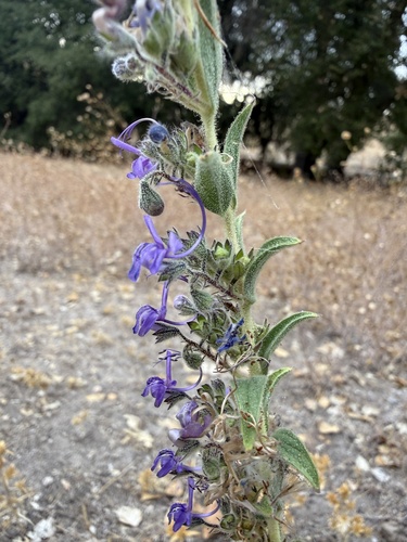 iNaturalist observation photo of Vinegar Weed