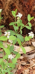 Pimelea spicata