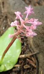 Ledebouria sandersonii