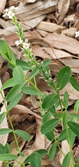Pimelea spicata