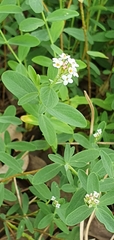 Pimelea spicata