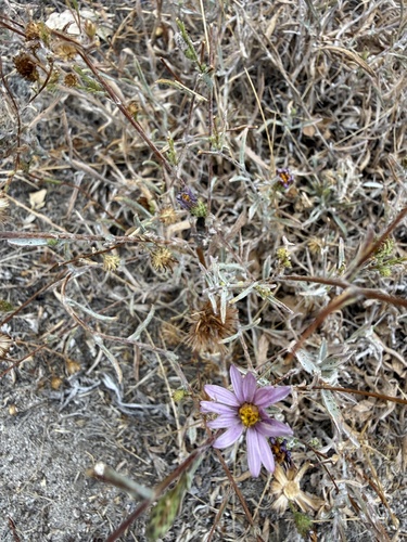 iNaturalist observation photo of Sunflowers, Daisies, Asters, and Allies