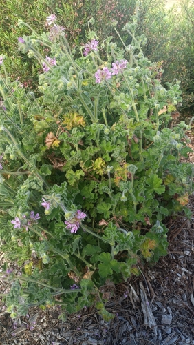 grapeleaf geranium