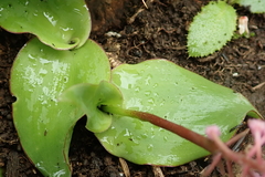 Ledebouria sandersonii