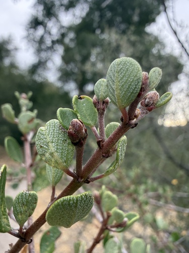 iNaturalist observation photo of Buckbrush