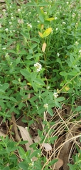Pimelea spicata