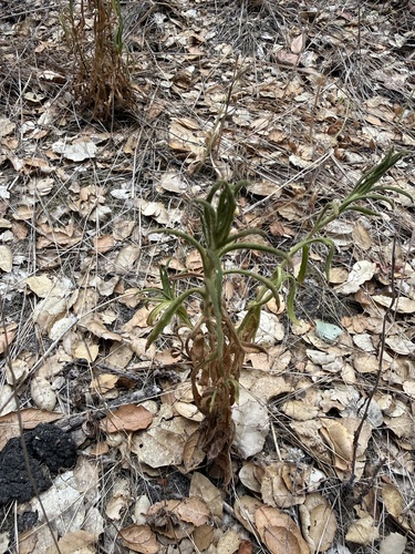 iNaturalist observation photo of rabbit-tobaccos