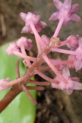 Ledebouria sandersonii