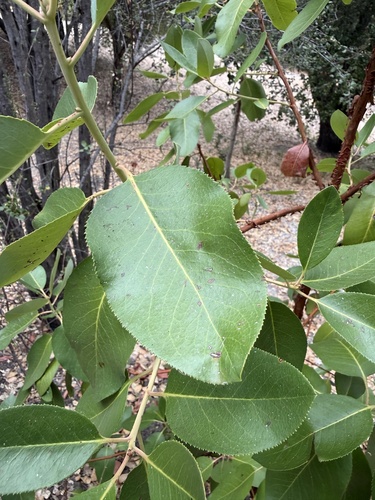 iNaturalist observation photo of Pacific madrone