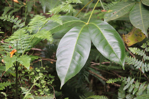 Melicope elleryana observed 2026-10-03