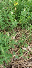 Pimelea spicata