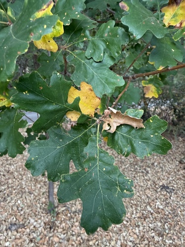 iNaturalist observation photo of Dumosae