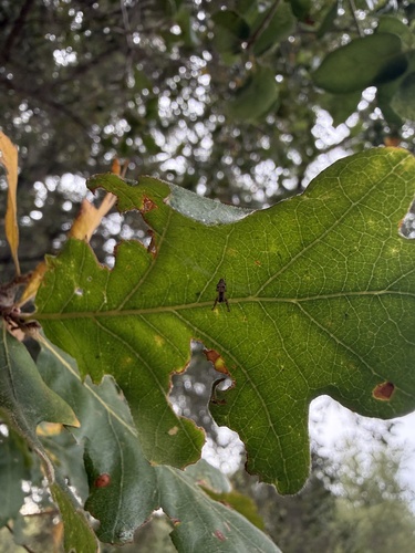 iNaturalist observation photo of Spiders